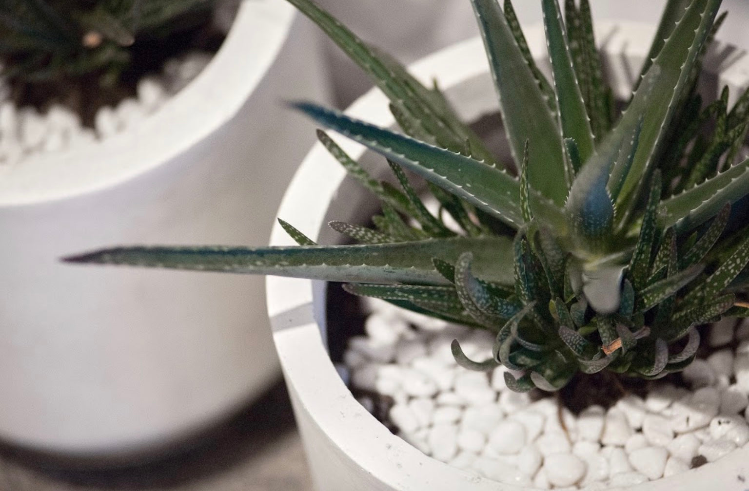 The Little Beautique | Natural, sustainable beauty solutions. Auckland NZ